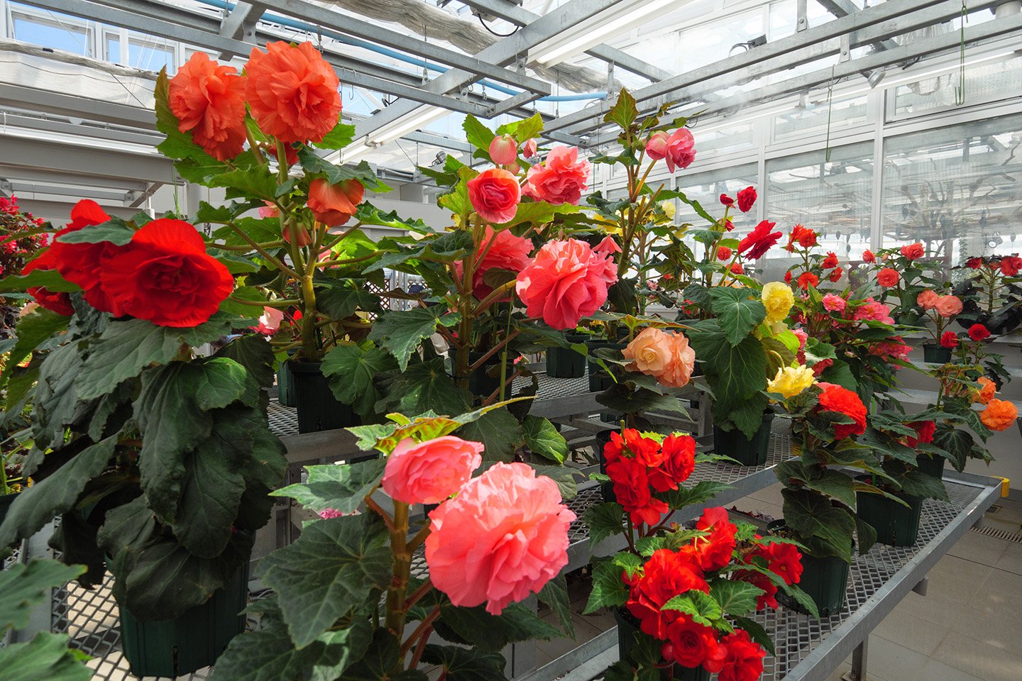 🌳 진다이 식물공원(진다이 쇼쿠부츠 코엔) 이미지 7